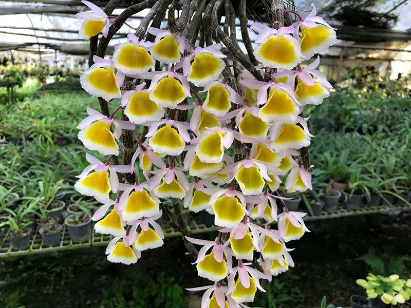 orchid_primulinum